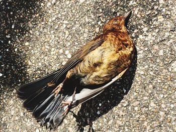 High angle view of bird