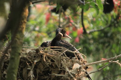 Low angle view of birds perching on tree