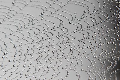 Close-up of spider web covered with dew