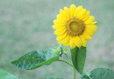 Close-up of sunflower on plant