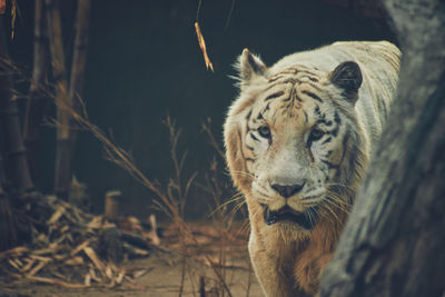 Portrait of a cat on land