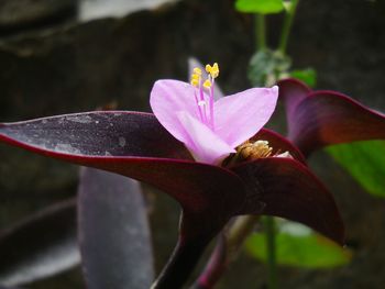 Close-up of pink flower
