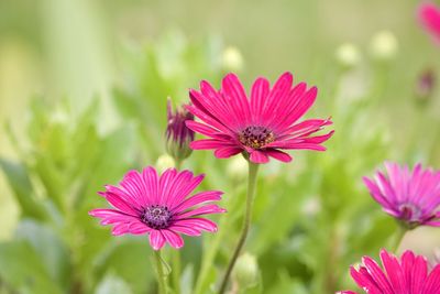 Close-up of pink flower in park