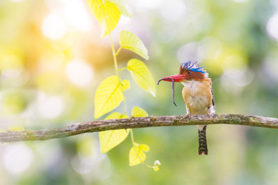 Low angle view of banded kingfisher holding insect in mouth while perching on stem