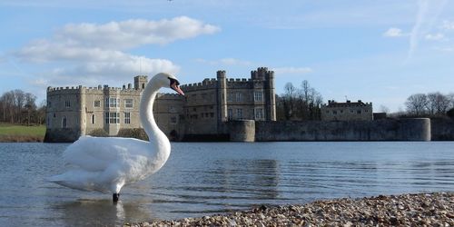 Swan in a lake against the sky at leeds castle