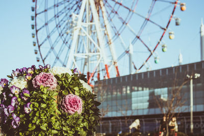 Close-up of flowers against clear sky