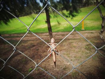 Close-up of chainlink fence