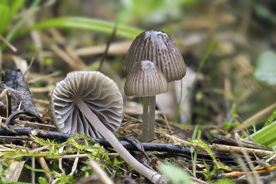 Close-up of mushroom growing on field