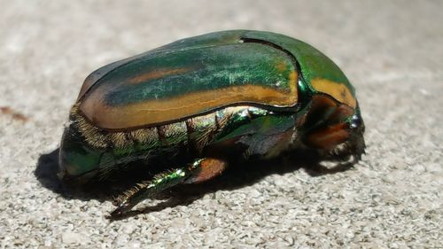 Close-up of caterpillar on sand