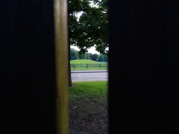 Trees growing on field