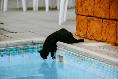 Black cat relaxing in swimming pool