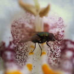 Close-up of insect on purple flower