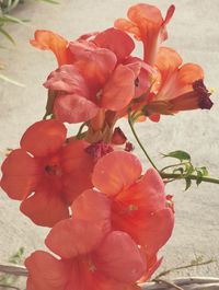 Close-up of red flowering plant