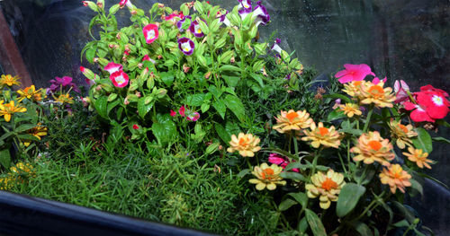 Close-up of pink flowers blooming in park