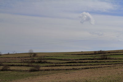 Scenic view of field against sky