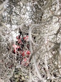 Close-up of red flowering plants during winter