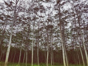 Low angle view of trees in forest