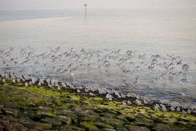 Birds flying over sea against sky