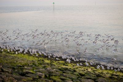 Birds flying over sea against sky