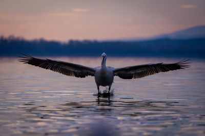 Seagulls flying over lake