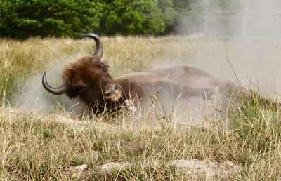 Buffalo in a field