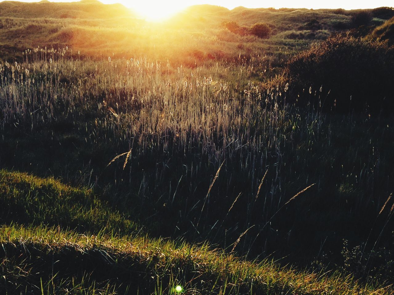 water, sunlight, nature, reflection, motion, tree, outdoors, beauty in nature, splashing, rippled, wet, tranquility, close-up, lens flare, no people, sunset, day, sunbeam, sun, high angle view