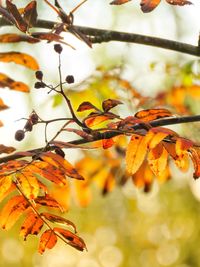 Close-up of autumnal leaves against blurred background