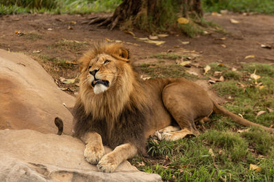 Lioness sitting on field