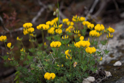 Close-up of yellow flowering plants on field