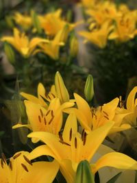 Close-up of yellow flowers blooming outdoors