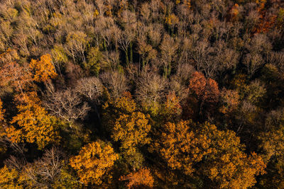 A deciduous forest with autumn colors seen from above in late autumn