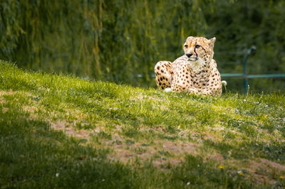 Cat looking away on grass