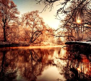 Reflection of bare trees in water