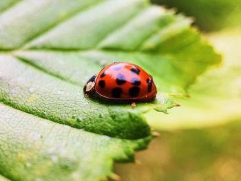 Close-up of ladybug on leaf