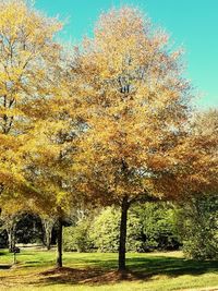 Trees in park during autumn