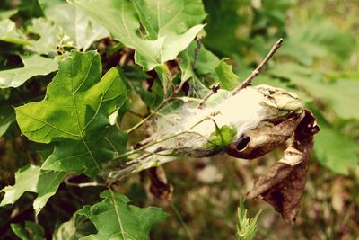 Close-up of insect on leaf