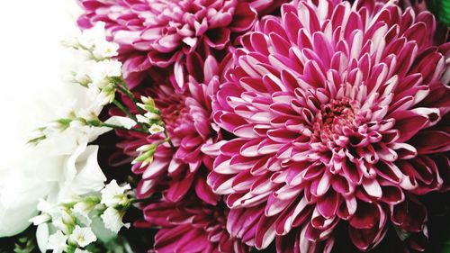 Close-up of pink flowers