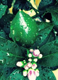 Close-up of water drops on leaf