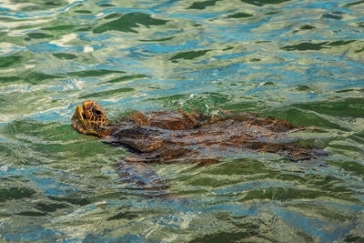 High angle view of turtle swimming in lake