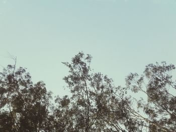 Low angle view of trees against clear sky