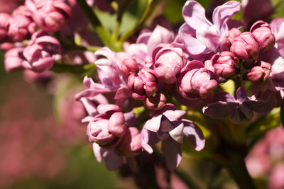 Close-up of pink flowers