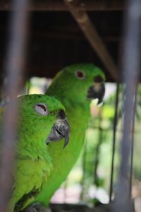 Close-up of parrot perching