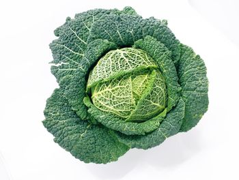 Directly above shot of green leaf against white background