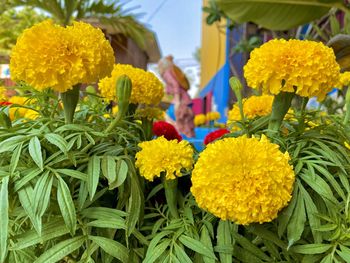 Close-up of yellow flowering plants