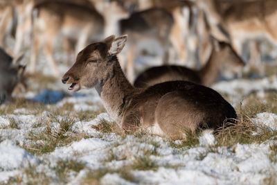 Deer relaxing on land during winter