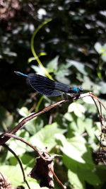 Close-up of a insect on plant