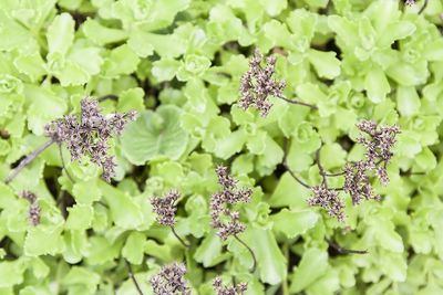 Close-up of wildflowers