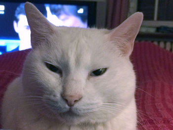 Close-up portrait of cat