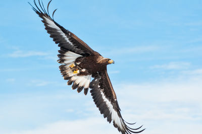 Low angle view of eagle flying against sky