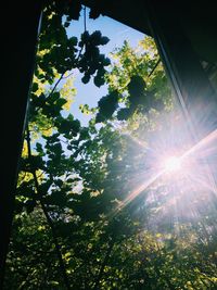 Low angle view of trees against bright sun